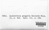 Neofusicoccum ribis image